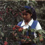 Picking the cherries